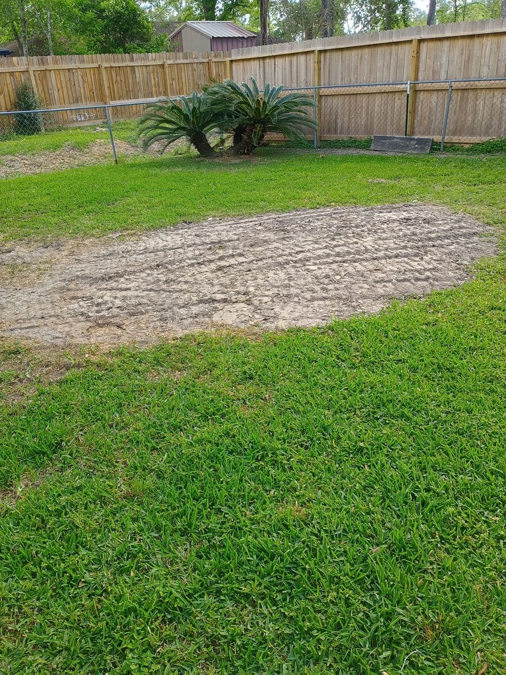 Dry patch of soil in a grassy yard with a palm plant in the background and wooden fence.