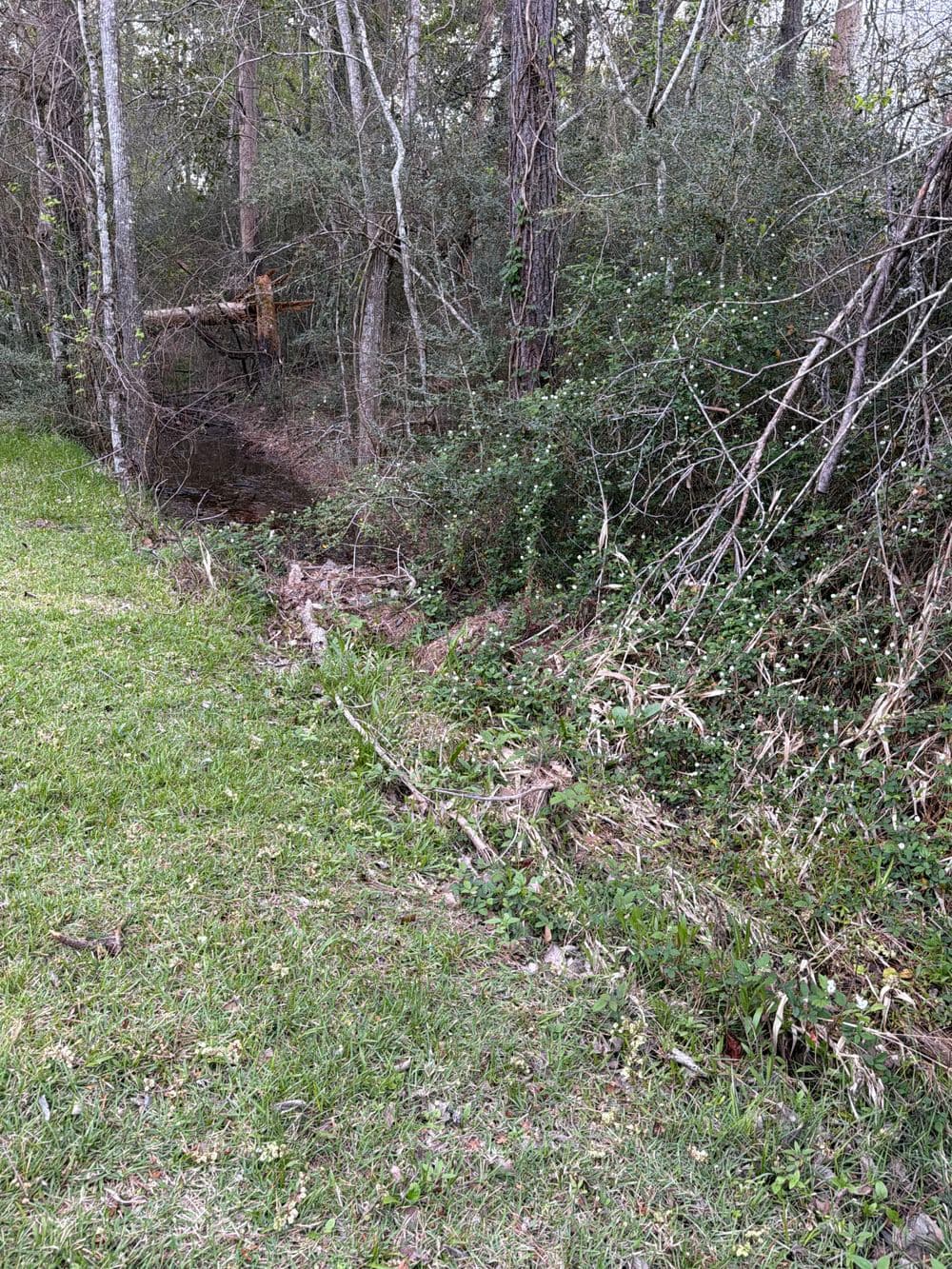 Overgrown wooded area with a visible drainage ditch and lush green grass in the foreground.