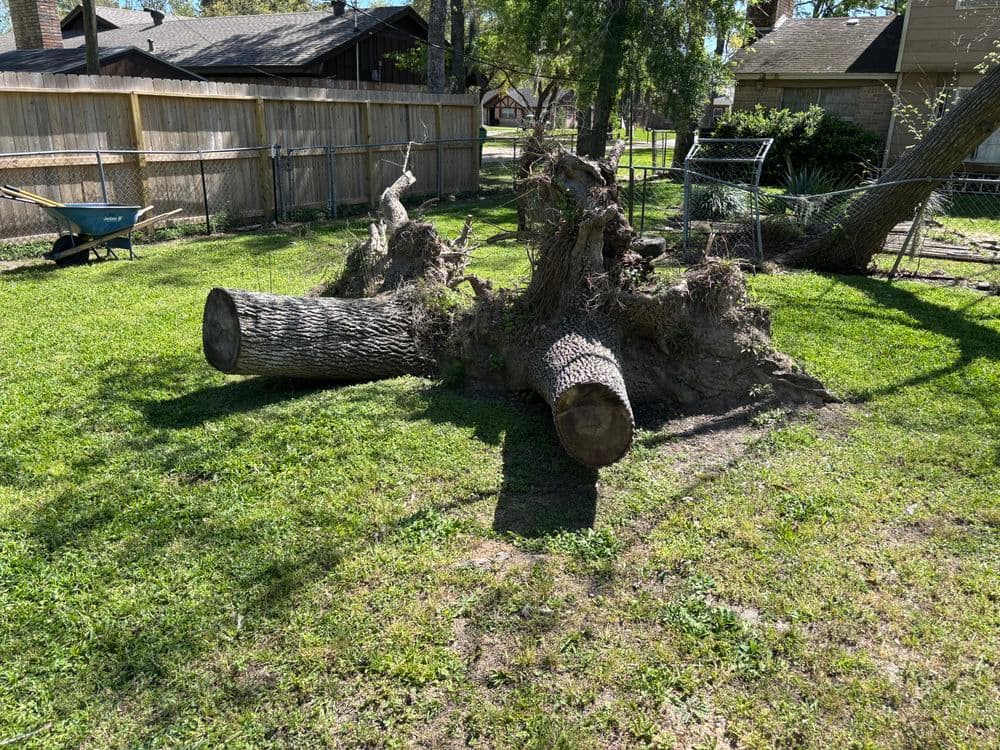 Uprooted tree stump and log in a sunny backyard with green grass and fence.